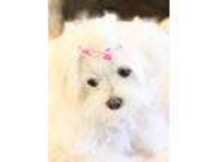 Maltese Puppy for sale in Richmond Hill, GA, USA