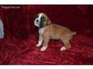 Boxer Puppy for sale in Boones Mill, VA, USA