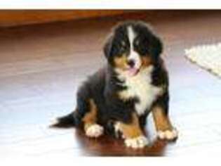 Bernese Mountain Dog Puppy for sale in Sugarcreek, OH, USA