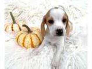 Beagle Puppy for sale in Croghan, NY, USA