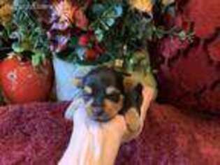 Yorkshire Terrier Puppy for sale in Grayson, LA, USA