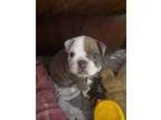 Bulldog Puppy for sale in Redding, CA, USA