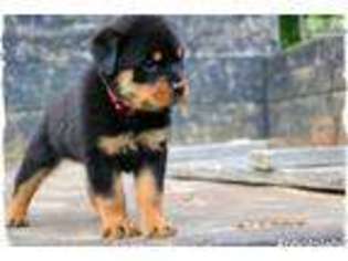 Rottweiler Puppy for sale in Lenoir, NC, USA