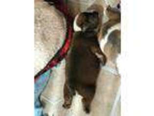 Bulldog Puppy for sale in Granite Falls, NC, USA