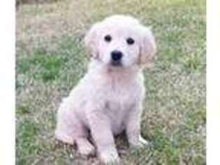 Golden Retriever Puppy for sale in Rockwall, TX, USA