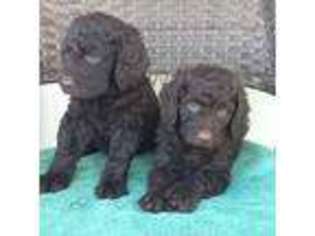 Labradoodle Puppy for sale in Inglis, FL, USA