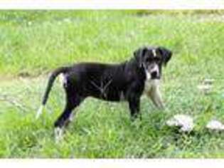 Great Dane Puppy for sale in Morriston, FL, USA