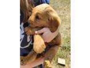 Goldendoodle Puppy for sale in Edgar Springs, MO, USA