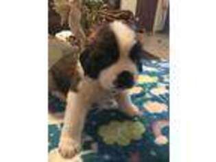 Saint Bernard Puppy for sale in Roswell, NM, USA