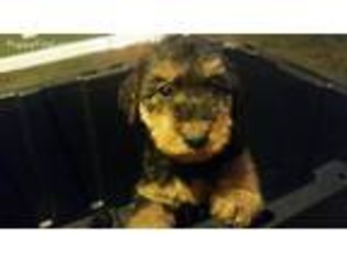 Airedale Terrier Puppy for sale in Saint Louis, MO, USA