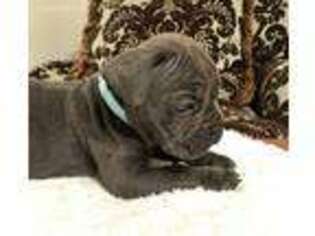 Cane Corso Puppy for sale in Waurika, OK, USA