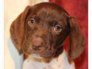 German Shorthaired Pointer Puppy for sale in Austin, CO, USA