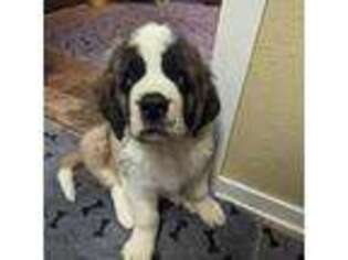Saint Bernard Puppy for sale in Embarrass, MN, USA