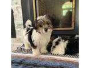 Mutt Puppy for sale in Covington, TX, USA