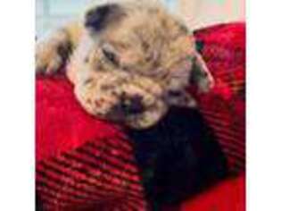 French Bulldog Puppy for sale in Grayson, GA, USA