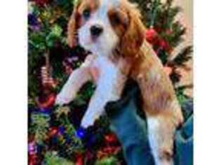 Cavalier King Charles Spaniel Puppy for sale in Atlanta, TX, USA