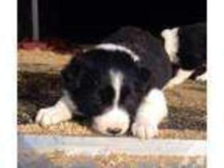 Border Collie Puppy for sale in RIVERSIDE, CA, USA