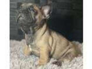 French Bulldog Puppy for sale in Manville, NJ, USA