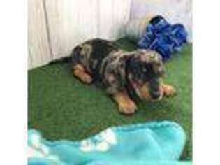 Dachshund Puppy for sale in Shipshewana, IN, USA