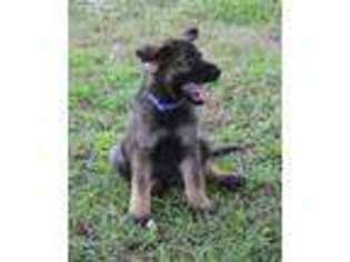German Shepherd Dog Puppy for sale in Midlothian, TX, USA
