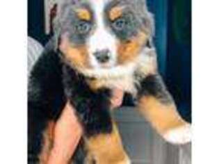 Bernese Mountain Dog Puppy for sale in Madison, AL, USA