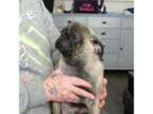 Pug Puppy for sale in Manchester, Greater Manchester (England), United Kingdom