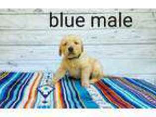 Golden Retriever Puppy for sale in Broken Bow, OK, USA
