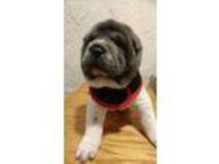 Mutt Puppy for sale in New Eagle, PA, USA