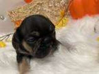 French Bulldog Puppy for sale in East Hartford, CT, USA