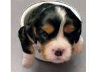 Cavalier King Charles Spaniel Puppy for sale in Jefferson, OR, USA