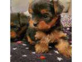 Yorkshire Terrier Puppy for sale in Baker, LA, USA