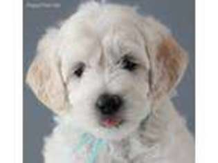Goldendoodle Puppy for sale in Carson City, MI, USA
