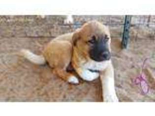 Anatolian Shepherd Puppy for sale in Stinnett, TX, USA