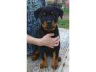 Rottweiler Puppy for sale in Hackett, AR, USA