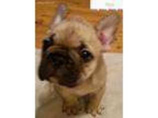 French Bulldog Puppy for sale in Bowling Green, MO, USA