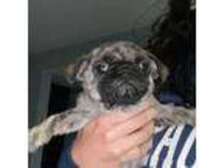 Pug Puppy for sale in Angola, IN, USA