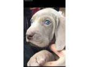 Weimaraner Puppy for sale in Jackson, TN, USA