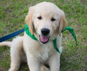 Mutt Puppy for sale in Greenville, OH, USA