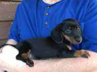 Dachshund Puppy for sale in Reeds Spring, MO, USA