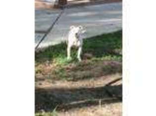 Staffordshire Bull Terrier Puppy for sale in Fredericksburg, VA, USA