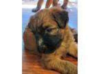 Soft Coated Wheaten Terrier Puppy for sale in Somers, CT, USA