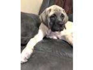 Mastiff Puppy for sale in Leesburg, IN, USA
