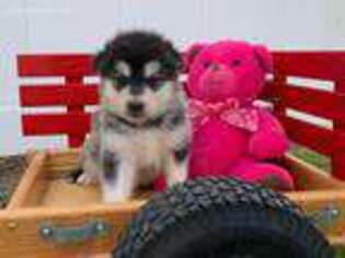 Alaskan Malamute Puppy for sale in Arthur, IL, USA