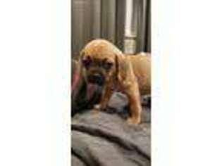 Puggle Puppy for sale in Aurora, CO, USA