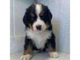 Bernese Mountain Dog Puppy for sale in Elburn, IL, USA