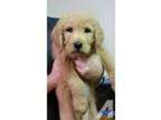 Labradoodle Puppy for sale in HEMET, CA, USA