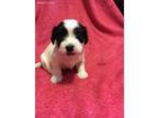 Havanese Puppy for sale in Upland, CA, USA