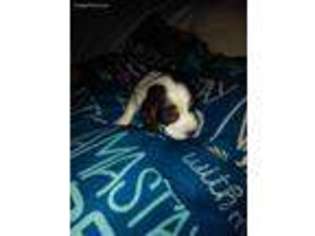 English Springer Spaniel Puppy for sale in Linden, PA, USA