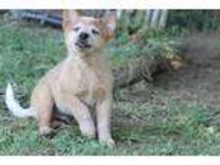 Australian Cattle Dog Puppy for sale in Johnson City, TN, USA