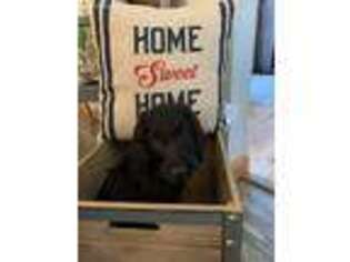 Labradoodle Puppy for sale in Pine Grove, PA, USA